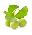 gingko-biloba